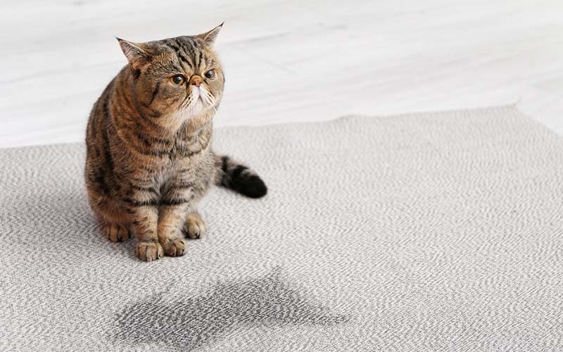 carpet cleaning in NYC, carpet cleaner in NYC, carpet cleaners in NYC, carpet cleaners in NYC, drapery cleaners in NYC, carpet cleaning in NYC, mattress cleaning in NYC, mattress cleaners in NYC, commercial carpet cleaning, commercial carpet cleaners in NYC, NYC rug cleaners, rug cleaning services in NYC same day carpet cleaning, same day rug cleaning